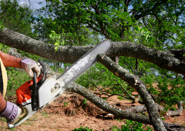 Best Tree Removal  in Lorton, VA